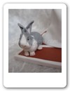 Cake Toppers 100 (06)