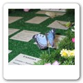 tableau farfalle (1)