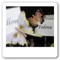 tableau farfalle (6)