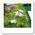 tableau farfalle (9)