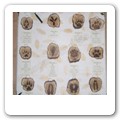 tableau orme  A00