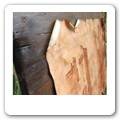 Legno